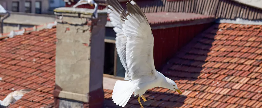 Residential Chimney Animal Removal Solution in Truckee, CA