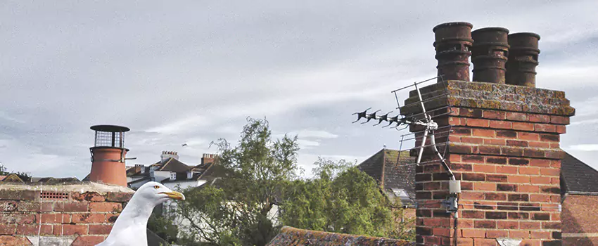 Chimney Cleaning And Restoration in Truckee, California